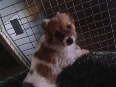 Papillon Puppies for Sale